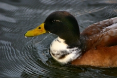 Reading_Ducks_0273