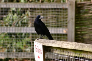 2009-10-04---Marwell-Zoo