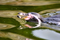 Marwell_Zoo_0024