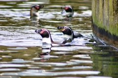 Marwell_Zoo_0041