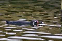 Marwell_Zoo_0053