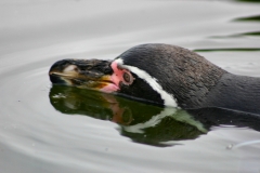 Marwell_Zoo_0065