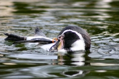 Marwell_Zoo_0075