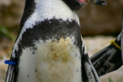 Marwell_Zoo_0096