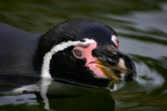 Marwell_Zoo_0111