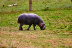 Marwell_Zoo_0134