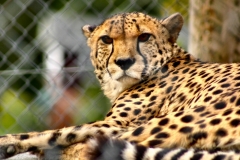 Marwell_Zoo_0138