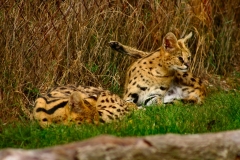 Marwell_Zoo_0194