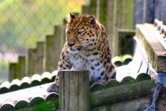 Marwell_Zoo_0282