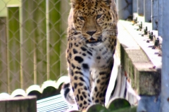 Marwell_Zoo_0290