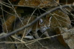 Marwell_Zoo_0310