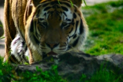 Marwell_Zoo_0372