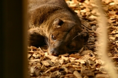 Marwell_Zoo_0495