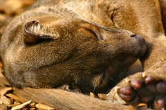 Marwell_Zoo_0506