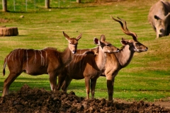 Marwell_Zoo_0564