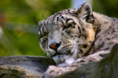 Marwell_Zoo_0575