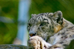 Marwell_Zoo_0609