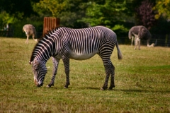 Marwell_Zoo_0649