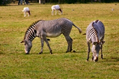 Marwell_Zoo_0658