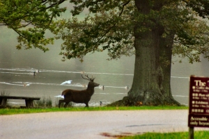 2009-10-10---Deer-Rut-Walk-in-Lyme-Park