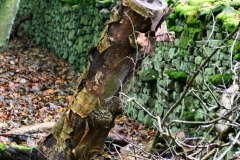 DeerRut_041