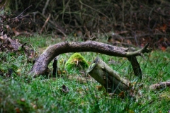 DeerRut_044