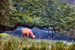 DeerRut_059