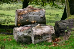 DeerRut_060