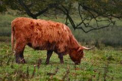 DeerRut_064