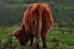 DeerRut_068