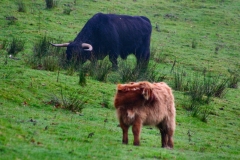 DeerRut_074
