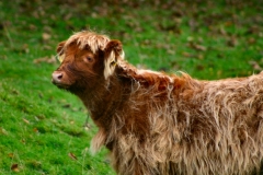DeerRut_077