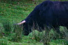 DeerRut_081