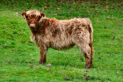 DeerRut_085