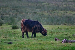 DeerRut_093