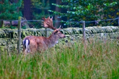 DeerRut_105