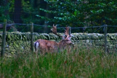 DeerRut_114