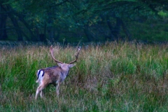 DeerRut_123
