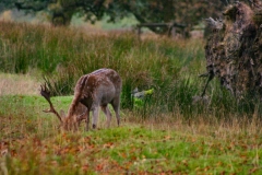 DeerRut_139