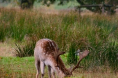 DeerRut_141