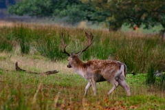 DeerRut_147
