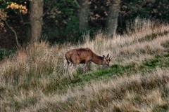 DeerWS_0035