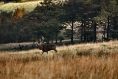 DeerWS_0120