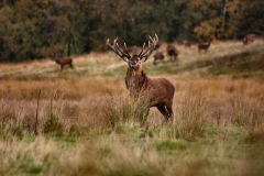 DeerWS_0151
