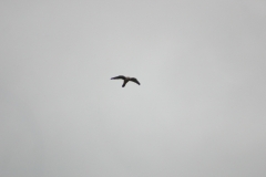 LymePark_0037