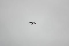 LymePark_0039