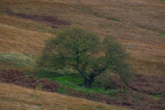 LymePark_0105