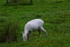 LymePark_0179