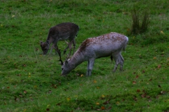 LymePark_0183