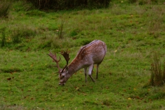 LymePark_0225
